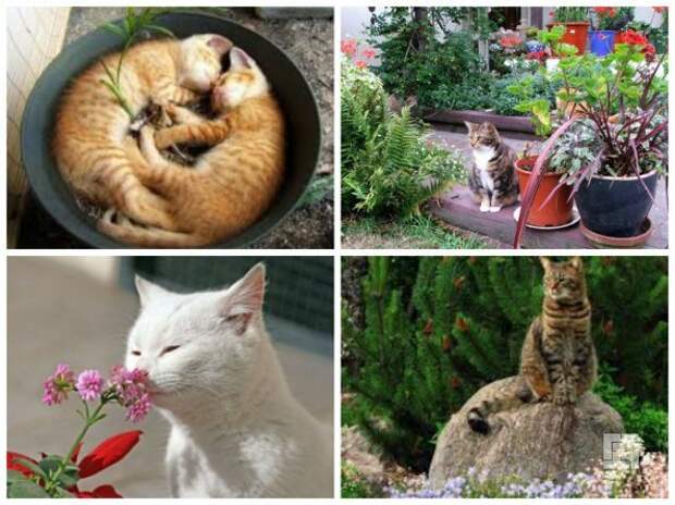 Цветы в доме и кошки