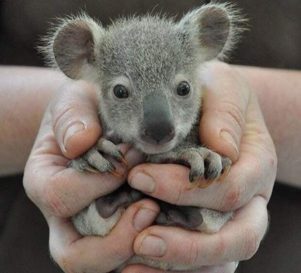 Малыш коалы детеныши, животные, это интересно