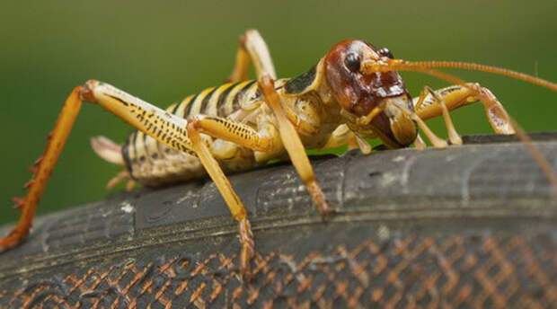 Уэта Гигантские нелетающие насекомые развились на территории Новой Зеландии: тут просто не было мелких млекопитающих и насекомые заняли их место. Конечно, кузнечики уэта совершенно не опасны, просто выглядят жутко.