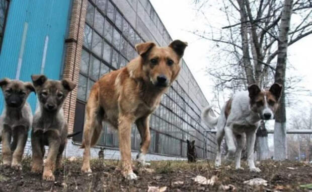 в Севастополе создадут приют для бездомных животных