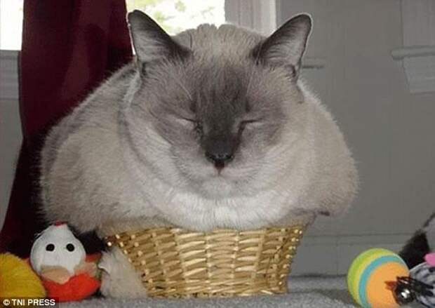 Полная гармония животные, коты, смешно, фото