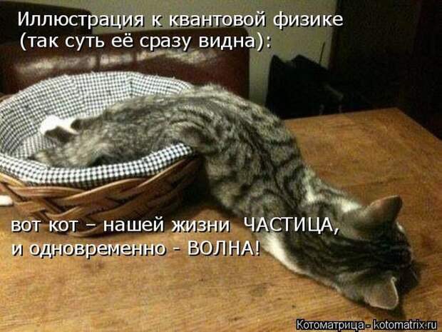 Кошатина да псятинка позитивная, этакая забавная, с надписями, очень много на выходные