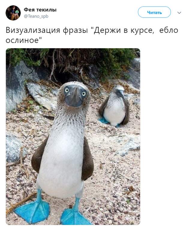 Держи в курсе ебло ослиное