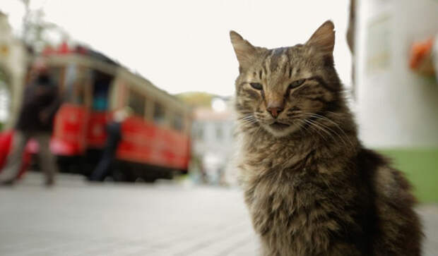 КОТстантинополь кино, кошки, стамбул