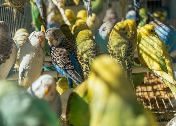 Волнистые попугаи считаются хорошим выбором для аллергиков среди птиц