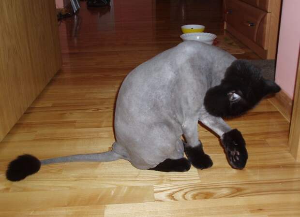 Позитивный микс (47фото)