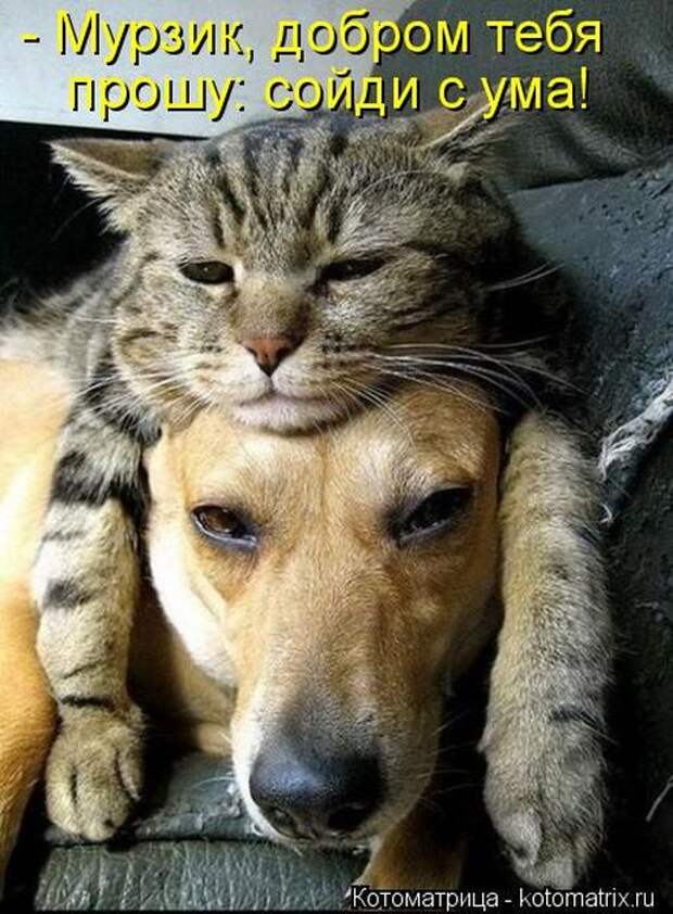 Котоматрицы(картинки с надписями)