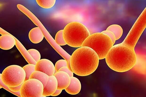 Основные признаки кандиды в организме