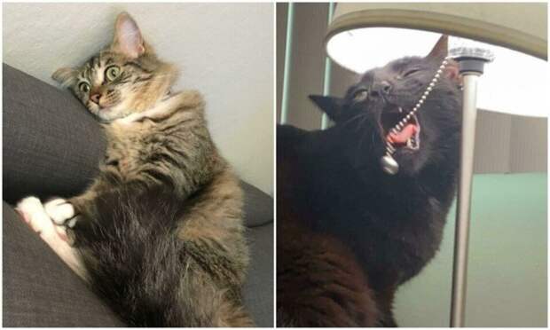 Умора: котейки, которые внезапно сломались Умора: котейки, которые внезапно сломались