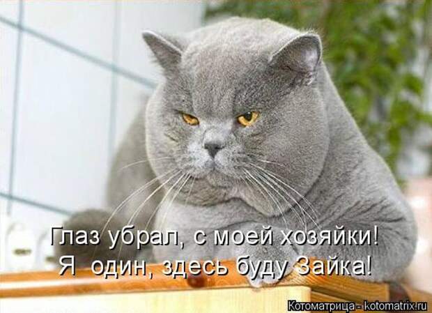 Лучшие котоматрицы недели