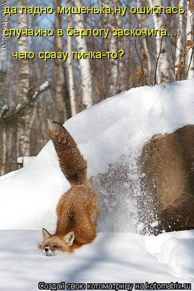 Лучшие котоматрицы недели