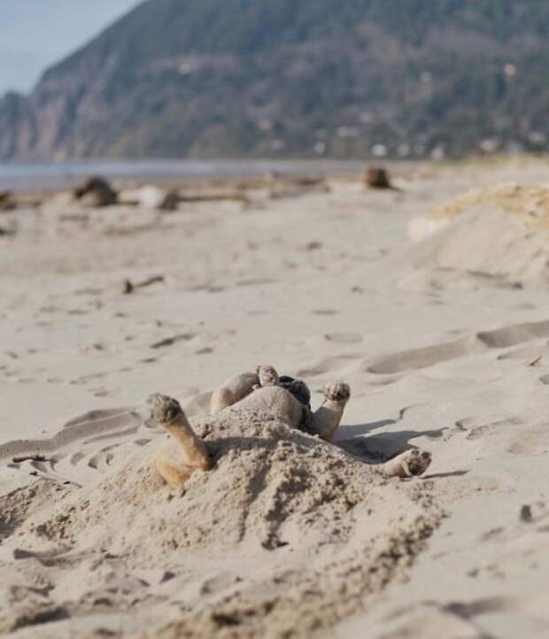 Маленький пес любит валяться в песке.