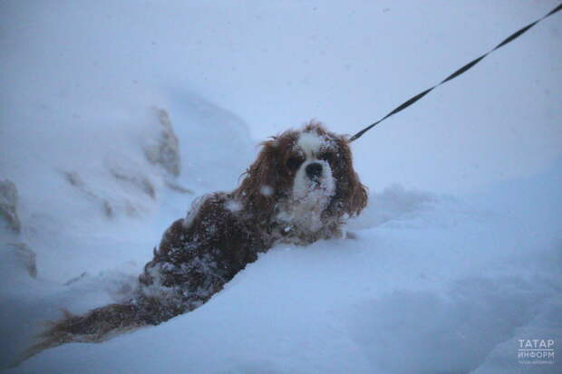Кинолог Голубев эт хуҗаларына хайванга чыгымнарны алдан планлаштырырга киңәш итә