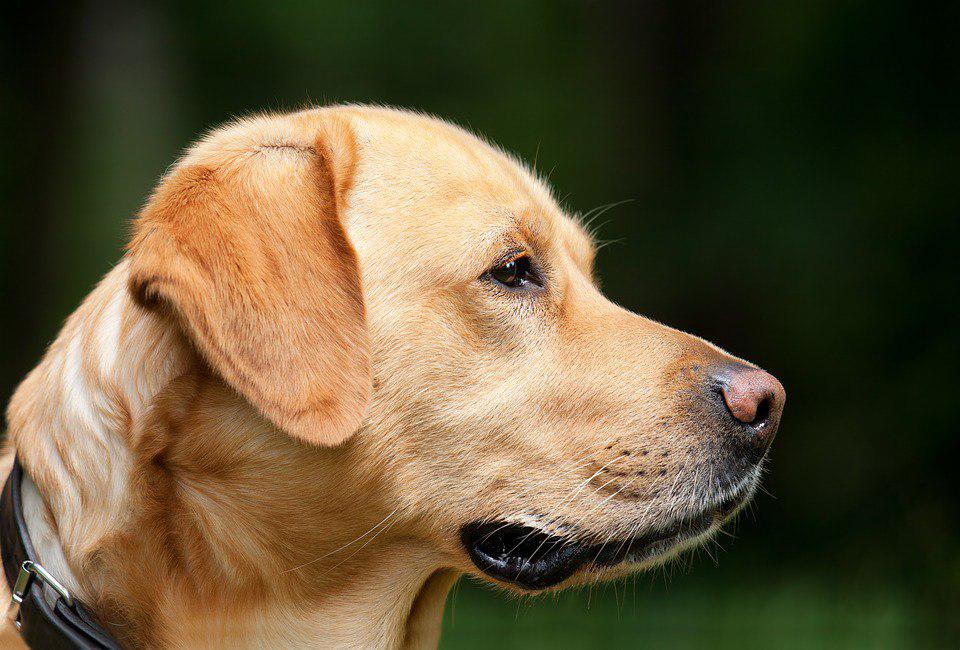Собака. Фото: pixabay.com
