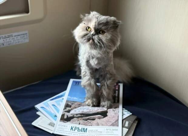 Эксперт рассказала, можно ли выпускать питомца из переноски в поезде