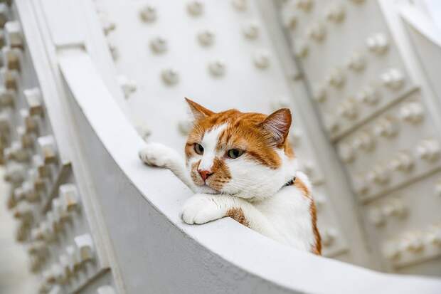 В столовую хочу - котлеты дегустировать. Фото: Кот Моста/VK