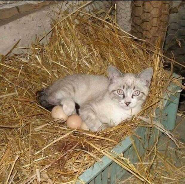 20 самых внезапных котов в мире 20 самых внезапных котов в мире
