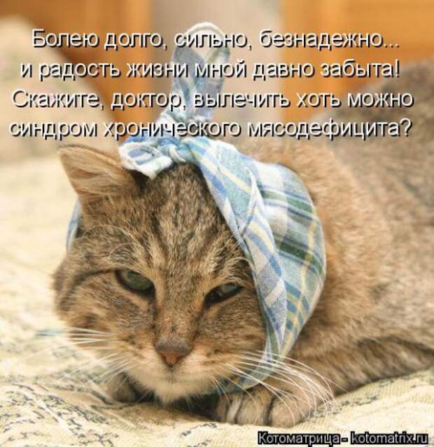 Свежая котоматрица для всех (20 шт)