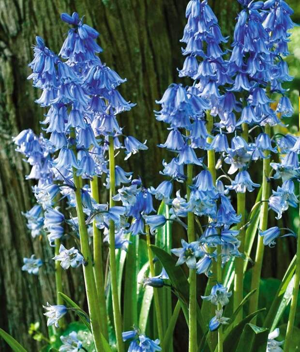 Гиацинтоидес 5