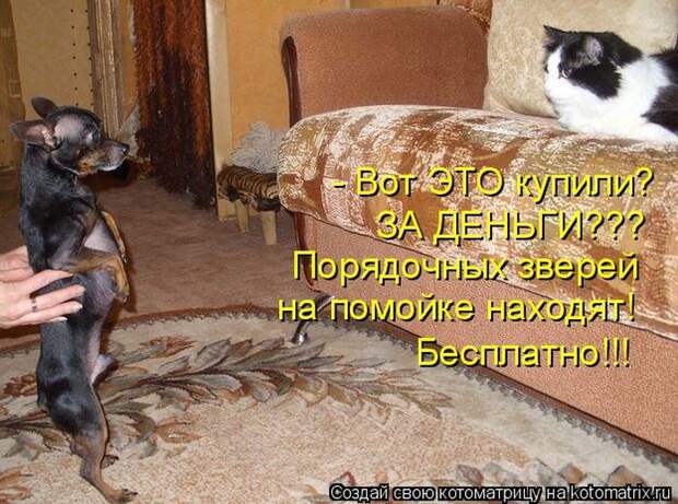Лучшие котоматрицы недели (50 фото)
