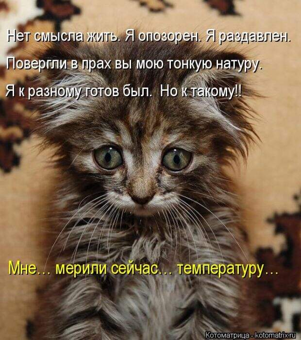 Лучшие котоматрицы недели (50 фото) Лучшие котоматрицы недели (50 фото)
