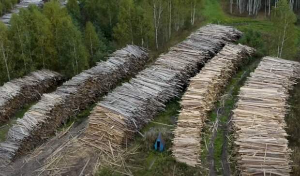 Михалков заявил в полицию на нижегородских экологов, обвинивших его в вырубке леса