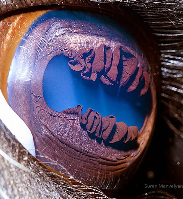 Армянский фотограф запечатлел, насколько уникальны глаза животных