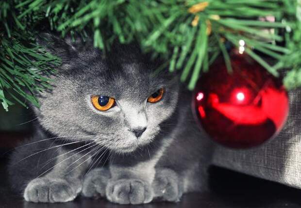 25 домашних животных, которые помогают украшать дом