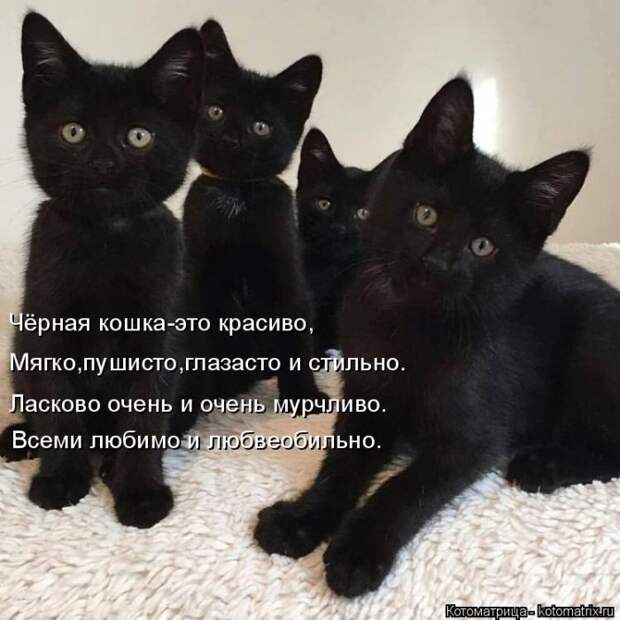 Лучшие котоматрицы недели (50 фото)