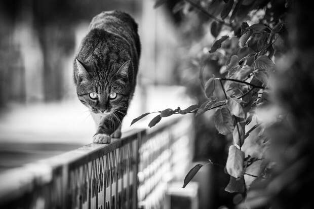 monorail_cats_photos_sabrina_boem_15.jpg