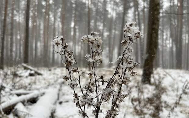 В Рязанской области 16 февраля снежный шквал дополнят холода
