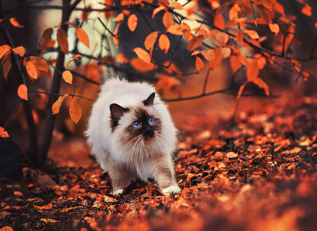 Никто не любит осень так, как эти милые животные