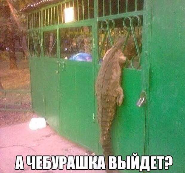 Прикольные картинки. Вечерний выпуск (51 фото)