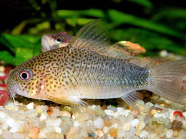 Corydoras polystictus