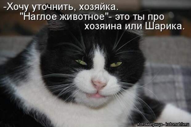 Лучшая котоматрица недели (32 фото)