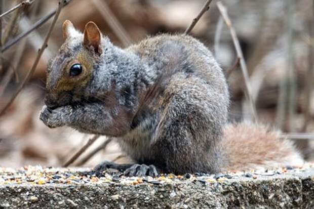 В Лондоне белка «покурила» вейп — экологи бьют тревогу из‑за электронных отходов