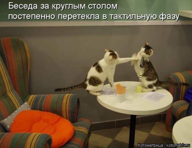 Лучшие котоматрицы недели (50 фото)