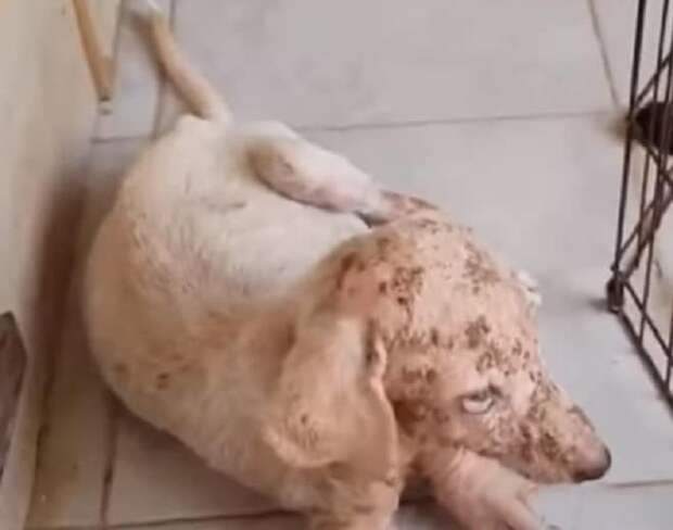 Бездомный щенок Собака в ранах
