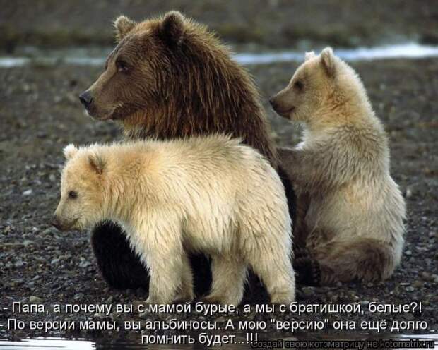 Котоматрица.....