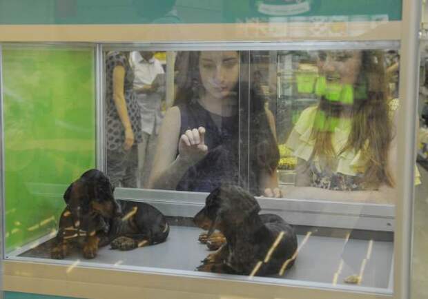 Продажа животных в зоомагазинах может оказаться под запретом