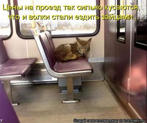 Котоматрицы (картинки с надписями)