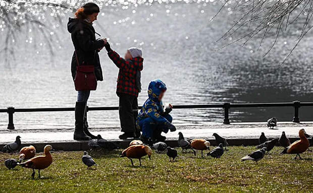 Миронов предложил засчитывать в стаж все три года декрета