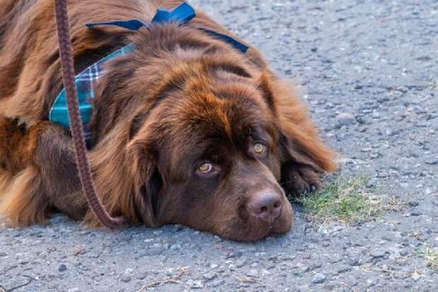 Бесплатно, быстро, рядом: в Тамбове стартовала сезонная вакцинация от бешенства