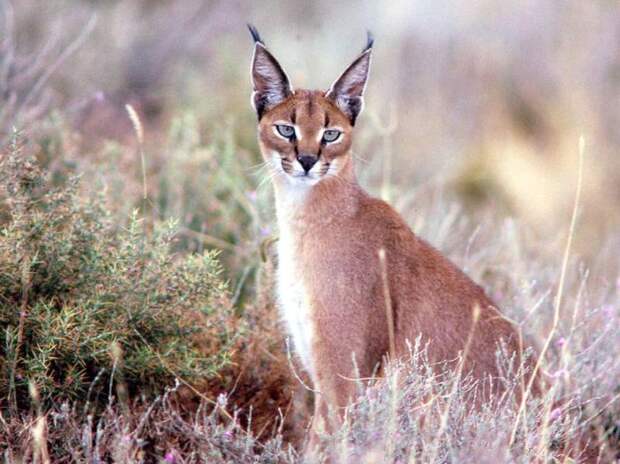 Каракал, или степная рысь (лат. Caracal caracal)