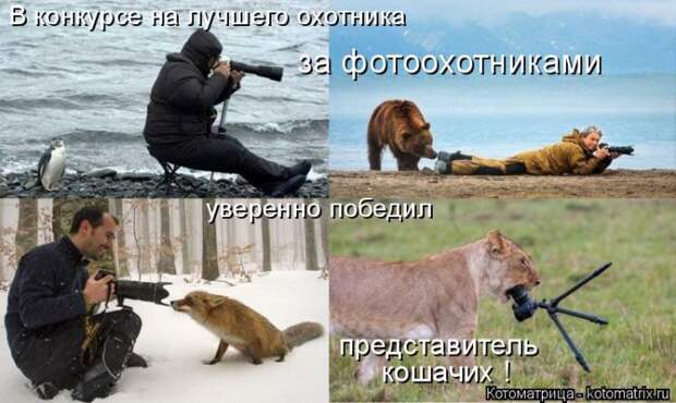 Лучшие котоматрицы недели (50 фото)