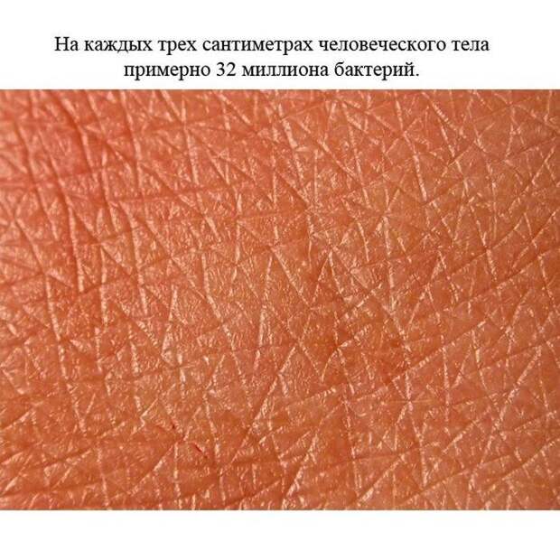 Познавательные и забавные факты (24 фото) Познавательные и забавные факты (24 фото)