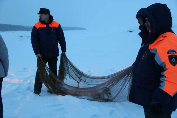 Спасение тюленя в Беломорском районе Карелии. Фото: МЧС РК