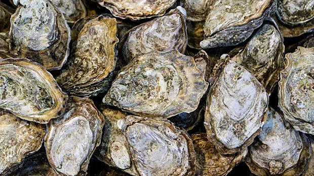 Перламутр устриц как рецепт для менее хрупкого цемента