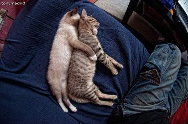 Самые странные позы, в которых спят коты