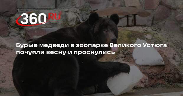 Бурые медведи в зоопарке Великого Устюга почуяли весну и проснулись